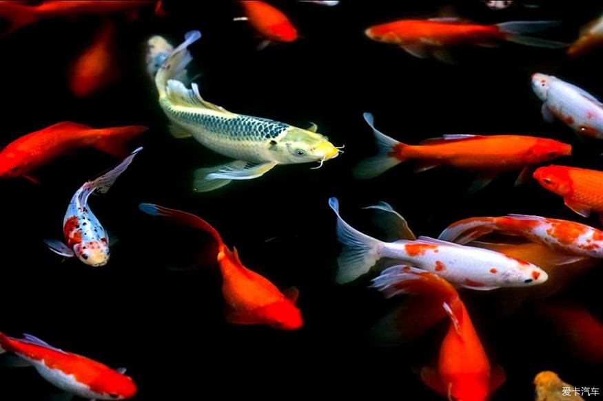 大魚缸養錦鯉視頻：養錦鯉需要注意以下幾點，大魚缸養錦鯉視頻，養錦鯉關鍵要點及注意事項