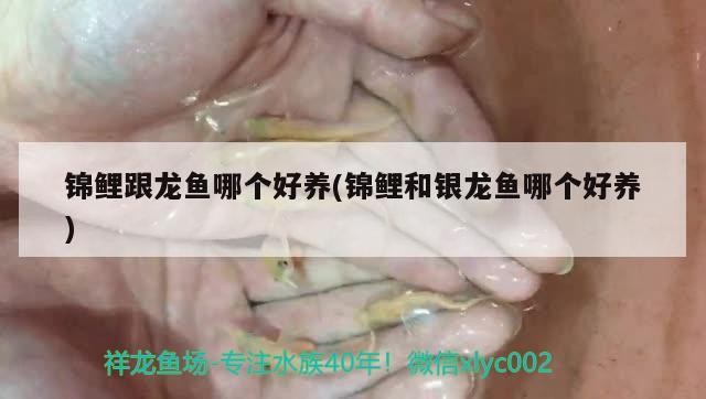 錦鯉跟龍魚哪個(gè)好養(yǎng)(錦鯉和銀龍魚哪個(gè)好養(yǎng))鯉與銀龍魚養(yǎng)殖難度對(duì)比，究竟哪個(gè)更適合新手養(yǎng)？
