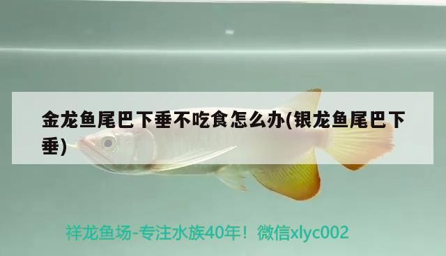 金龍魚尾巴下垂不吃食怎么辦(銀龍魚尾巴下垂)龍魚尾巴下垂不吃食咋辦？銀龍魚類似情況應(yīng)對