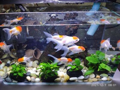 白玉石放魚缸好不好養(yǎng)護呢：白玉石在魚缸中放置玉石的注意事項在魚缸中放置玉石的注意事項，玉石放魚缸好不好養(yǎng)？放置及養(yǎng)護