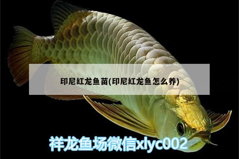 印尼紅龍魚苗(印尼紅龍魚怎么養)紅龍魚苗養殖全攻略，從選苗到日常護理