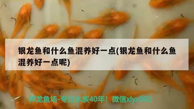 銀龍魚和什么魚混養好一點(銀龍魚和什么魚混養好一點呢)龍魚混養攻略，探尋與銀龍魚和諧共處的 銀龍魚和什么魚混養好一點(銀龍魚和什么魚混養好一點呢)龍魚混養攻略，探尋與銀龍魚和諧共處的 銀龍魚百科