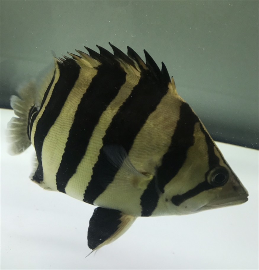 淺色底魚缸養(yǎng)虎，色底魚缸養(yǎng)虎，環(huán)境布置、水質管理與觀賞魚