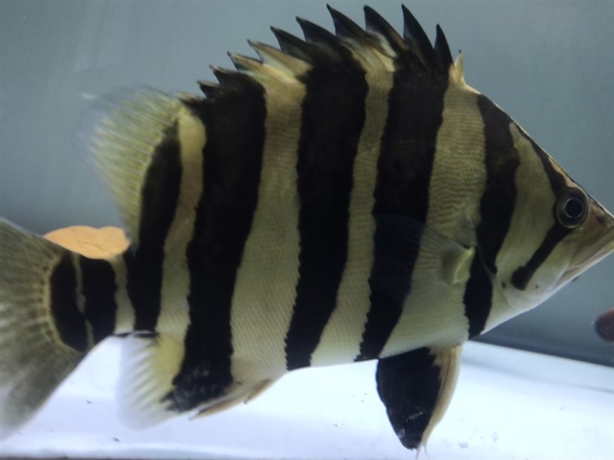 淺色底魚缸養(yǎng)虎，色底魚缸養(yǎng)虎，環(huán)境布置、水質管理與觀賞魚
