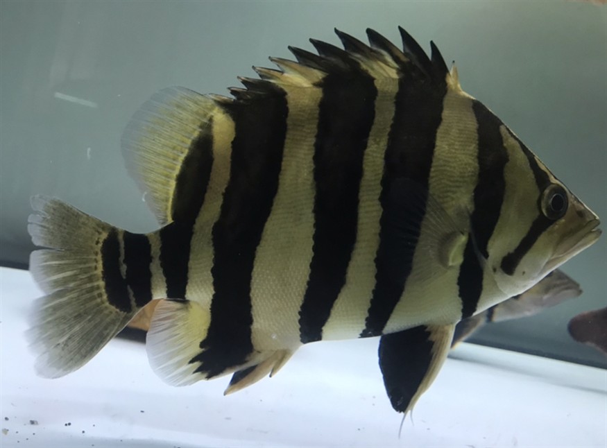 淺色底魚缸養(yǎng)虎，色底魚缸養(yǎng)虎，環(huán)境布置、水質管理與觀賞魚