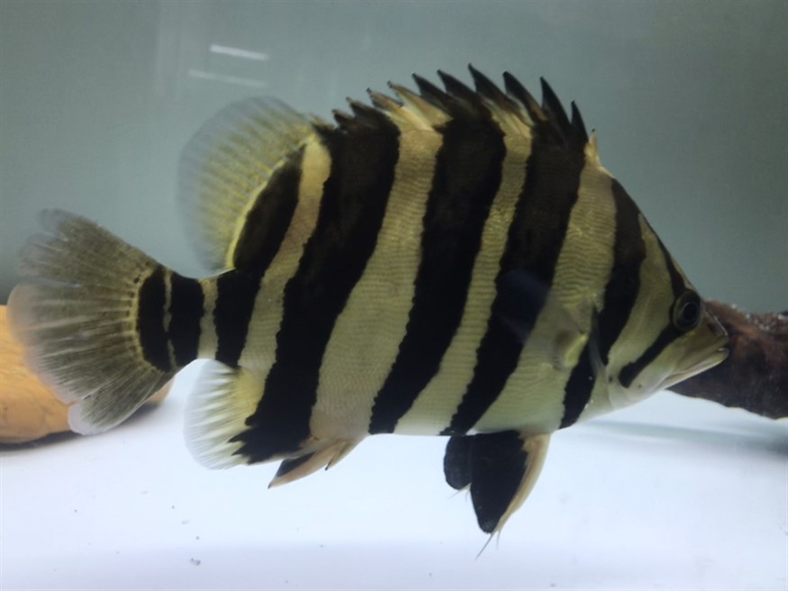 淺色底魚缸養(yǎng)虎，色底魚缸養(yǎng)虎，環(huán)境布置、水質管理與觀賞魚