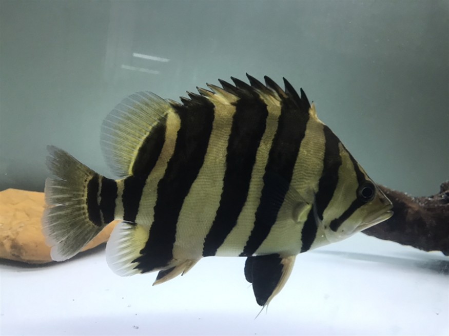 淺色底魚缸養(yǎng)虎，色底魚缸養(yǎng)虎，環(huán)境布置、水質管理與觀賞魚
