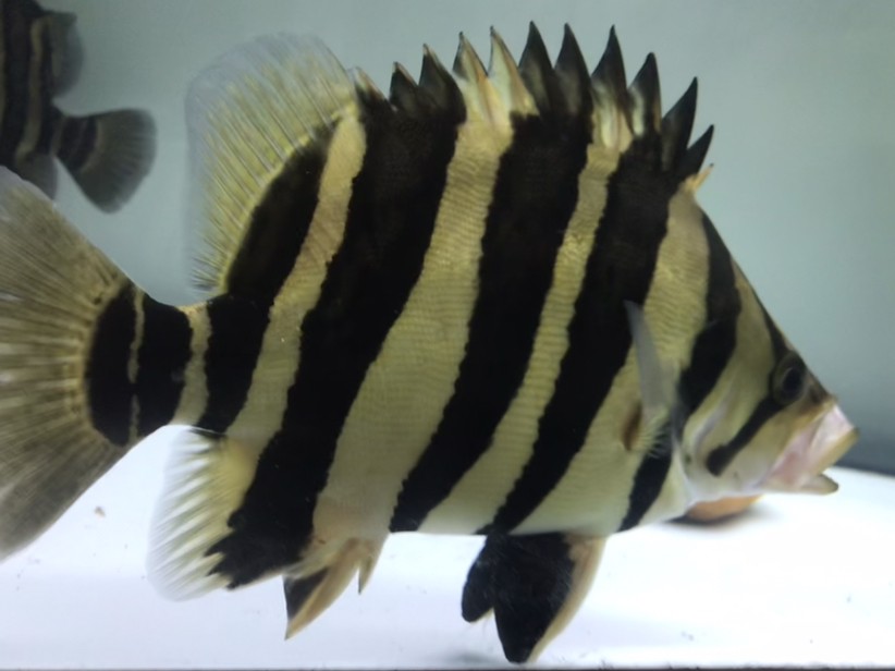 淺色底魚缸養(yǎng)虎，色底魚缸養(yǎng)虎，環(huán)境布置、水質管理與觀賞魚