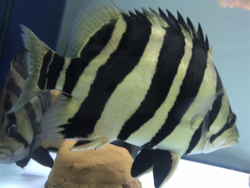 淺色底魚缸養(yǎng)虎，色底魚缸養(yǎng)虎，環(huán)境布置、水質管理與觀賞魚
