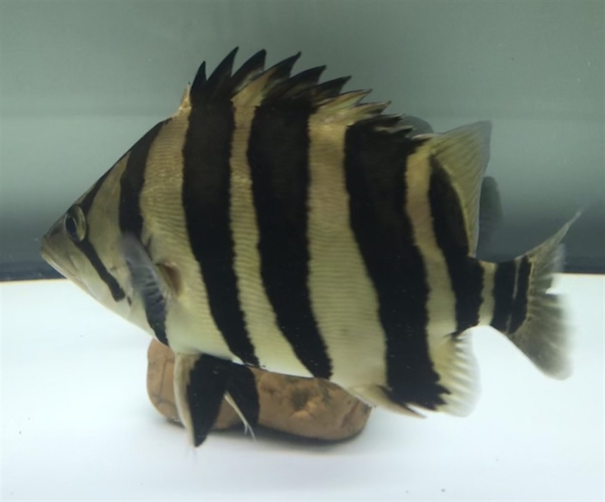 淺色底魚缸養(yǎng)虎，色底魚缸養(yǎng)虎，環(huán)境布置、水質管理與觀賞魚