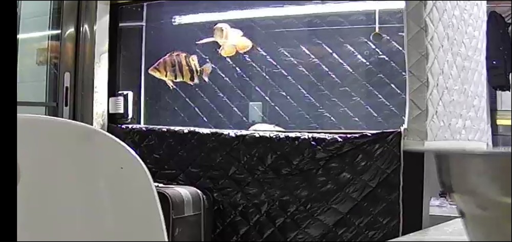 想把虎魚單養,想把虎魚單養?這些要點與注意事項你得提前知曉! 虎魚百科 第1張 想把虎魚單養,想把虎魚單養?這些要點與注意事項你得提前知曉! 想把虎魚單養,想把虎魚單養?這些要點與注意事項你得提前知曉! 虎魚百科 第1張