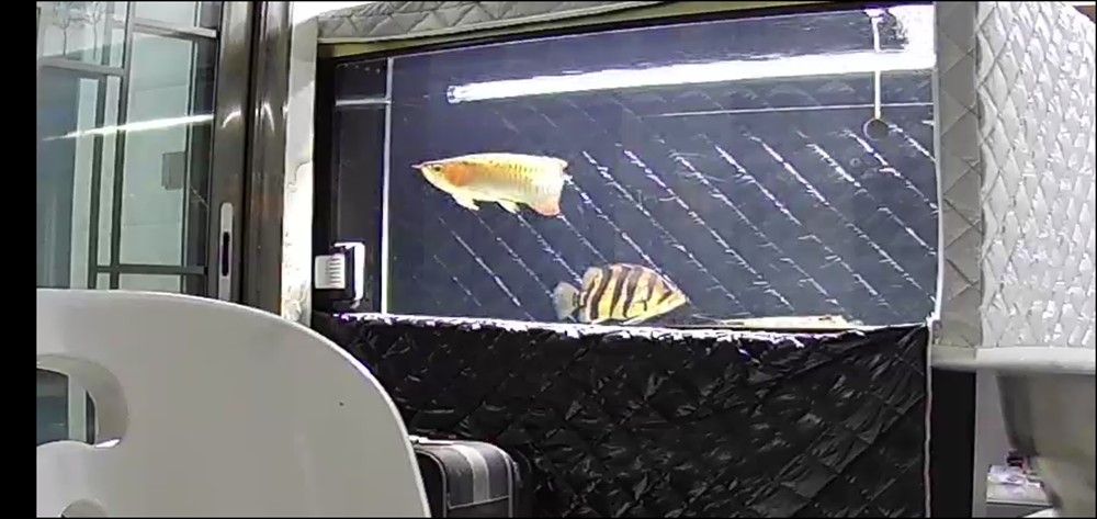 想把虎魚單養,想把虎魚單養?這些要點與注意事項你得提前知曉! 虎魚百科 第2張 想把虎魚單養,想把虎魚單養?這些要點與注意事項你得提前知曉! 想把虎魚單養,想把虎魚單養?這些要點與注意事項你得提前知曉! 虎魚百科 第2張