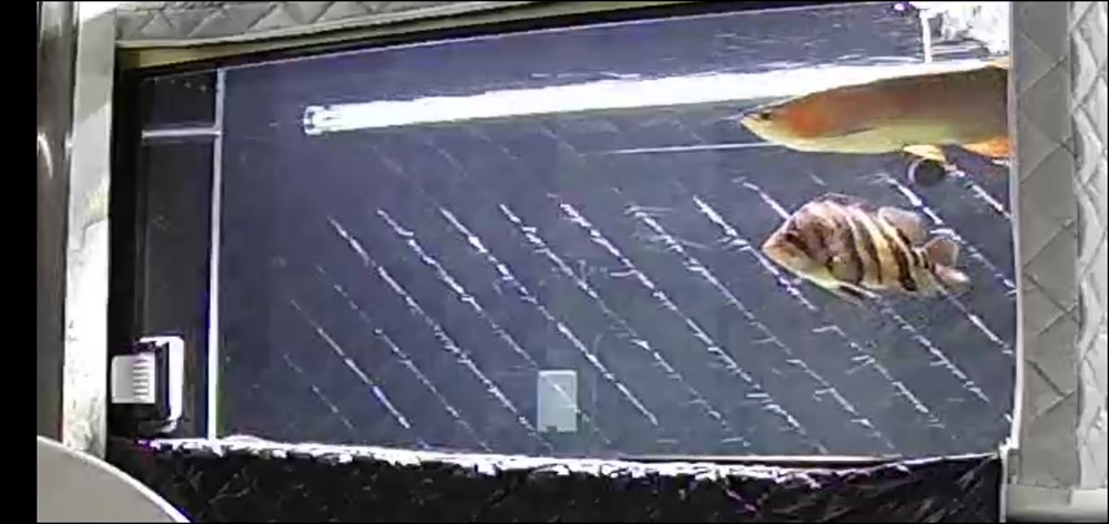 赤血紅龍魚超血紅龍區別（赤血紅龍魚和超血紅龍魚在外觀上有什么不同）