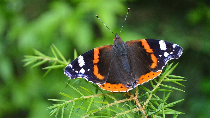 虎魚一年能長多大魚缸（虎魚一年能長多大魚缸里的魚）虎魚一年能長多大？魚缸尺寸與虎魚生長關(guān)系