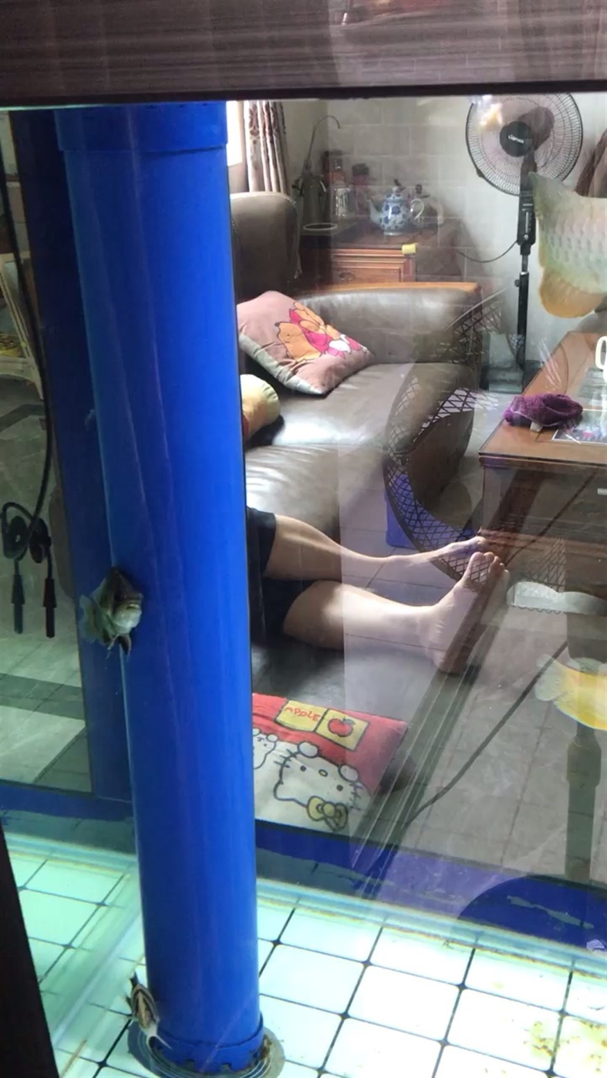 蘇州觀賞魚養殖基地，河南省蘇州觀賞魚養殖場地址電話養殖場地址電話養殖