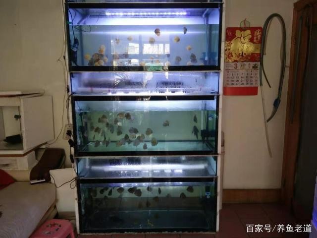 陵縣澤森水族館（陵縣澤森水族館電話）縣澤森水族館探秘，聯(lián)系電話及特色水族