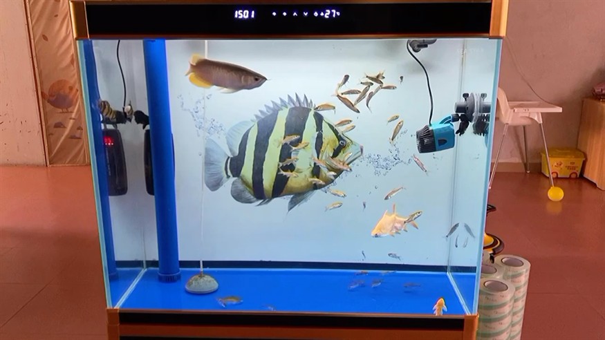 虎魚龍魚混養，魚龍魚混養，探究可行性、注意事項及打造和諧共生 虎魚龍魚混養，魚龍魚混養，探究可行性、注意事項及打造和諧共生 虎魚百科 第1張