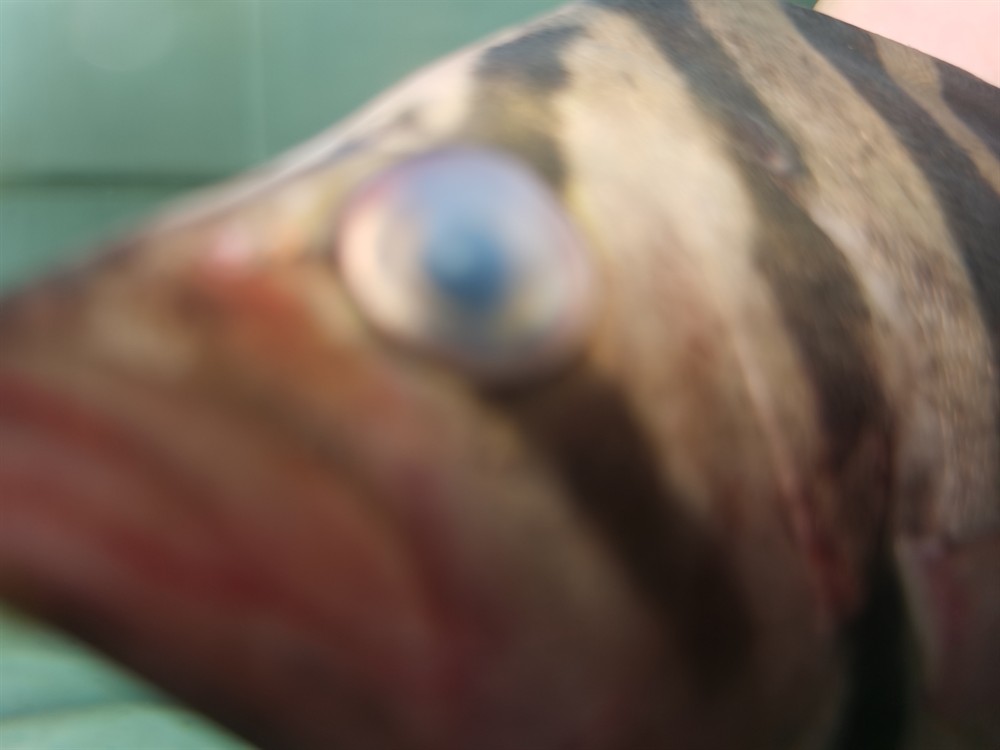 虎魚不行了求助怎么治療,魚狀態不佳,生命垂危!急尋有效治療方法及養護
