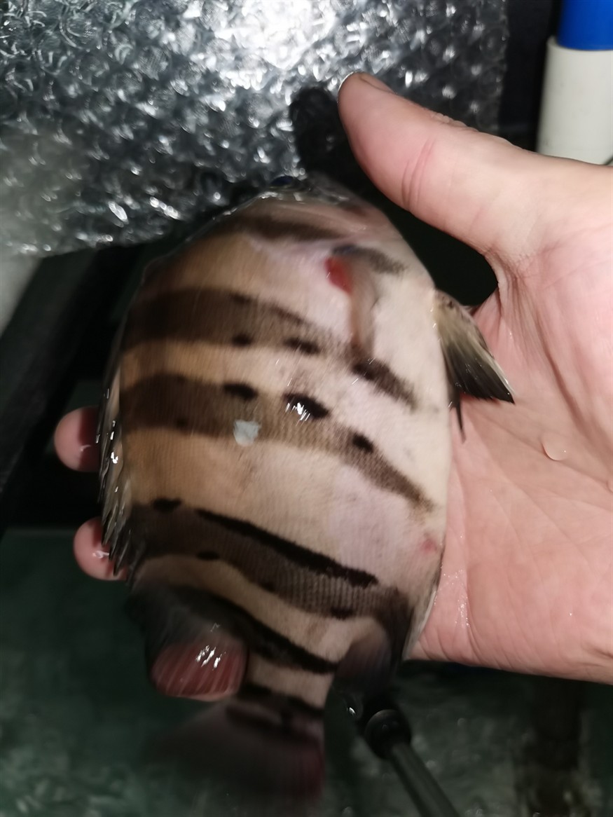 虎魚不行了求助怎么治療,魚狀態不佳,生命垂危!急尋有效治療方法及養護