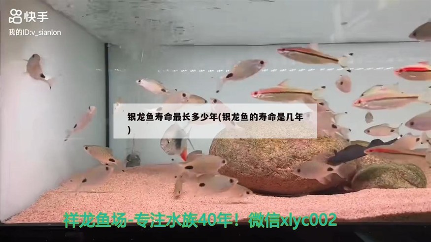銀龍魚壽命最長多少年(銀龍魚的壽命是幾年)龍魚壽命最長可達多少年？揭秘其壽命長短的影響因素