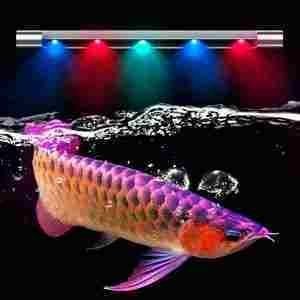 藍低金龍魚要用什么燈!底金龍魚飼養，究竟該選用