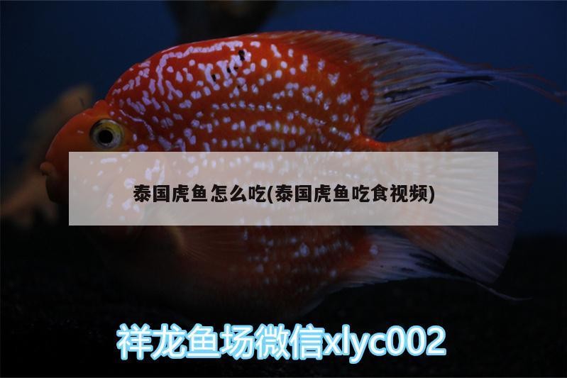 泰國虎魚怎么吃(泰國虎魚吃食視頻)虎魚吃食習性及精彩吃食視頻展示，揭秘其