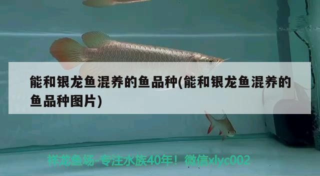 能和銀龍魚混養的魚品種(能和銀龍魚混養的魚品種圖片)和銀龍魚混養的魚品種有哪些？附混養
