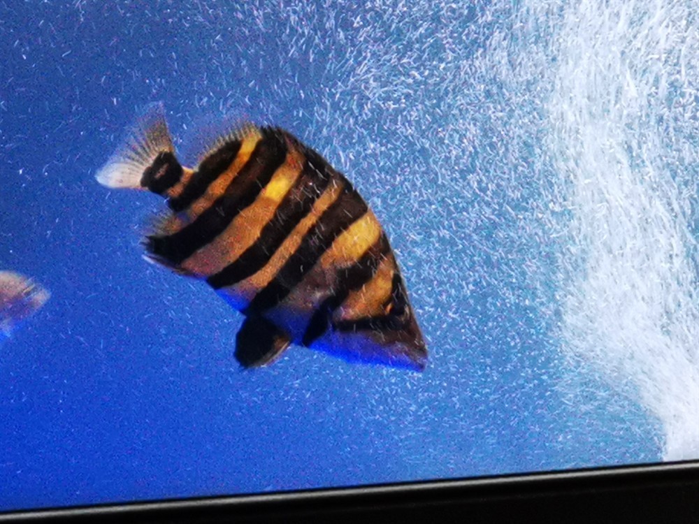 虎魚幾天明一次唉沒辦法，魚幾天明一次？飼養困擾多，探尋背后原因及應對之法