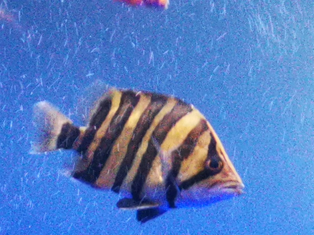 虎魚幾天明一次唉沒辦法，魚幾天明一次？飼養困擾多，探尋背后原因及應對之法