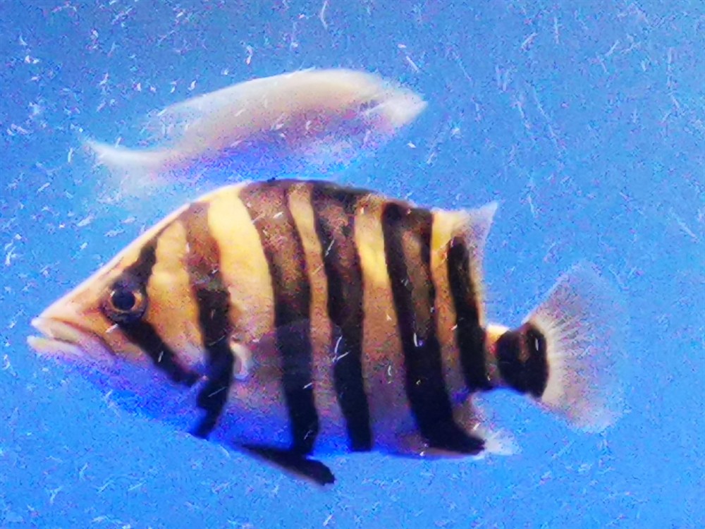 虎魚幾天明一次唉沒辦法，魚幾天明一次？飼養困擾多，探尋背后原因及應對之法