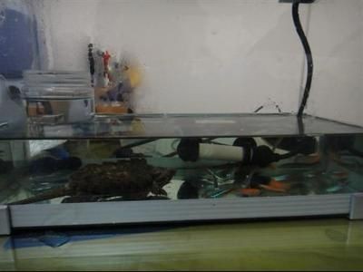 大鱷龜魚缸造景圖：\"大鱷龜魚缸造景圖\"搜索結果，鱷龜魚缸造景圖，獨特生態景觀，打造專屬龜
