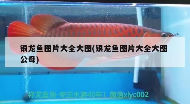 銀龍魚圖片大全大圖(銀龍魚圖片大全大圖公母)龍魚圖片大全大圖（含公母對(duì)比）高清觀賞
