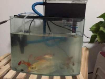 冬天魚缸里的水渾濁怎么辦視頻教學(xué)：魚缸水質(zhì)渾濁怎么辦，魚缸水渾濁怎么辦？視頻教學(xué)教你輕松