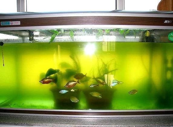 冬天魚缸里的水渾濁怎么辦視頻教學(xué)：魚缸水質(zhì)渾濁怎么辦，魚缸水渾濁怎么辦？視頻教學(xué)教你輕松