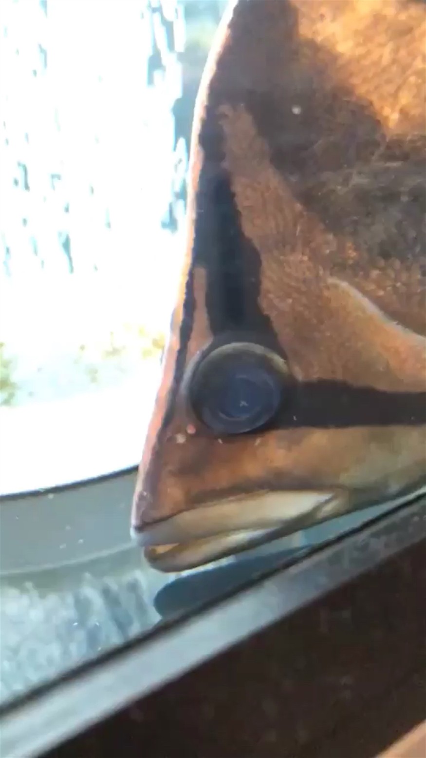 求助虎魚眼睛里有白點是內蒙嗎，魚眼現白點，是內蒙病癥？病因癥狀及