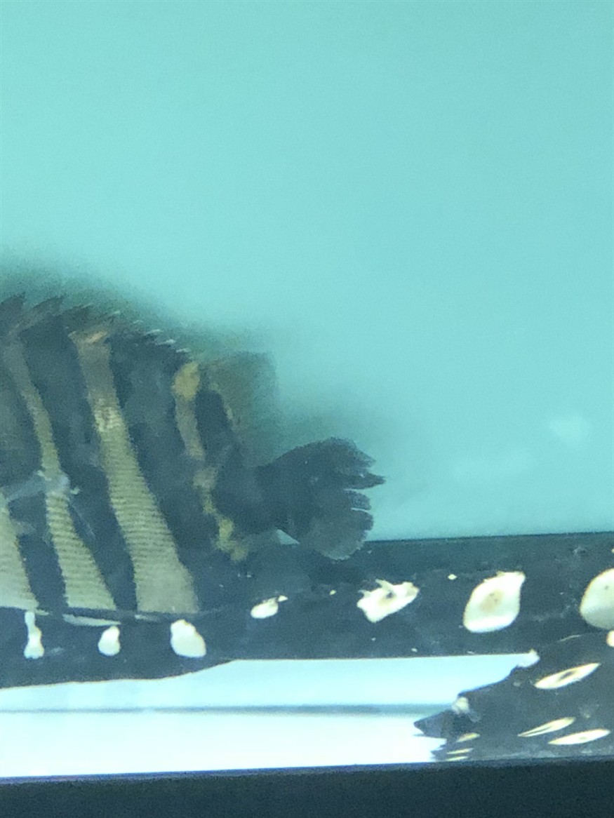 虎魚這種尾巴怎么治？魚尾巴出問題咋辦？治療方法、病因分析及預防養護全攻略