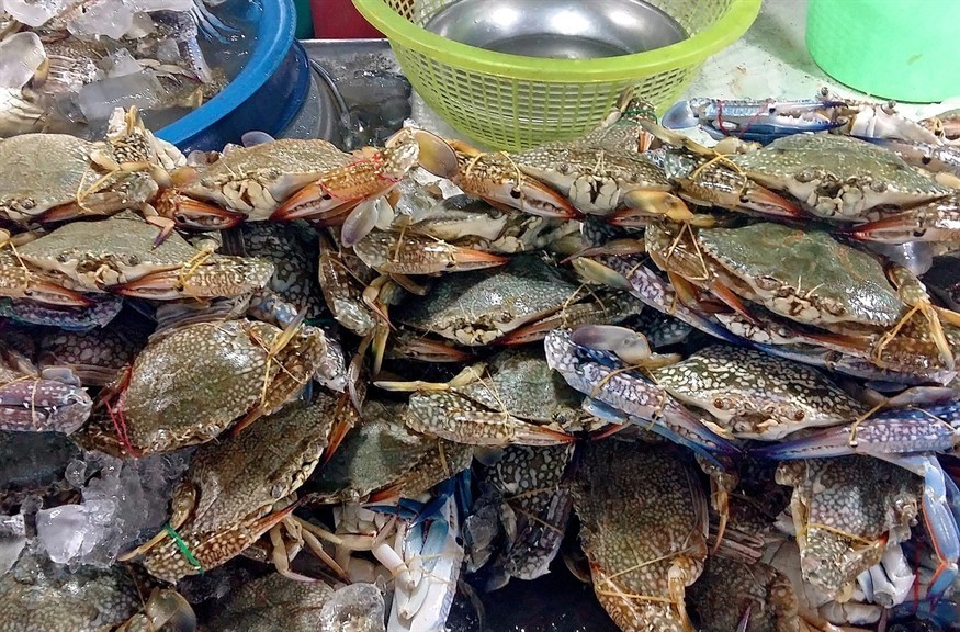 泰國虎魚吃什么？虎魚吃什么？食性特點、喂養要點及適合食物全