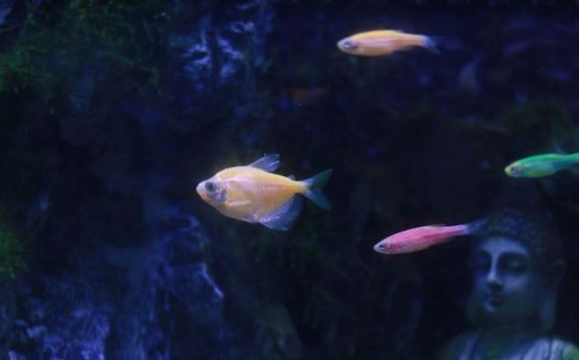 庫爾勒王新浩水族館（庫爾勒市水族館）勒王新浩水族館，探秘庫爾勒市的水