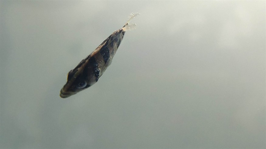 寶坻龍魚是否具有獨特的色彩表現，寶坻龍魚是否具有獨特的色彩表現，