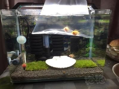 短鯛魚缸的布置：根據搜索結果整理的短鯛魚缸布置建議，鯛魚缸布置攻略，依據搜索結果整理