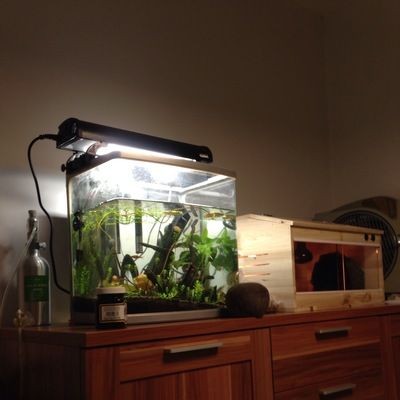 短鯛魚缸的布置：根據搜索結果整理的短鯛魚缸布置建議，鯛魚缸布置攻略，依據搜索結果整理