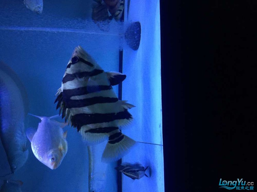 東莞地區漁友出售一批虎魚，地區漁友急售一批優質虎魚 品相佳等