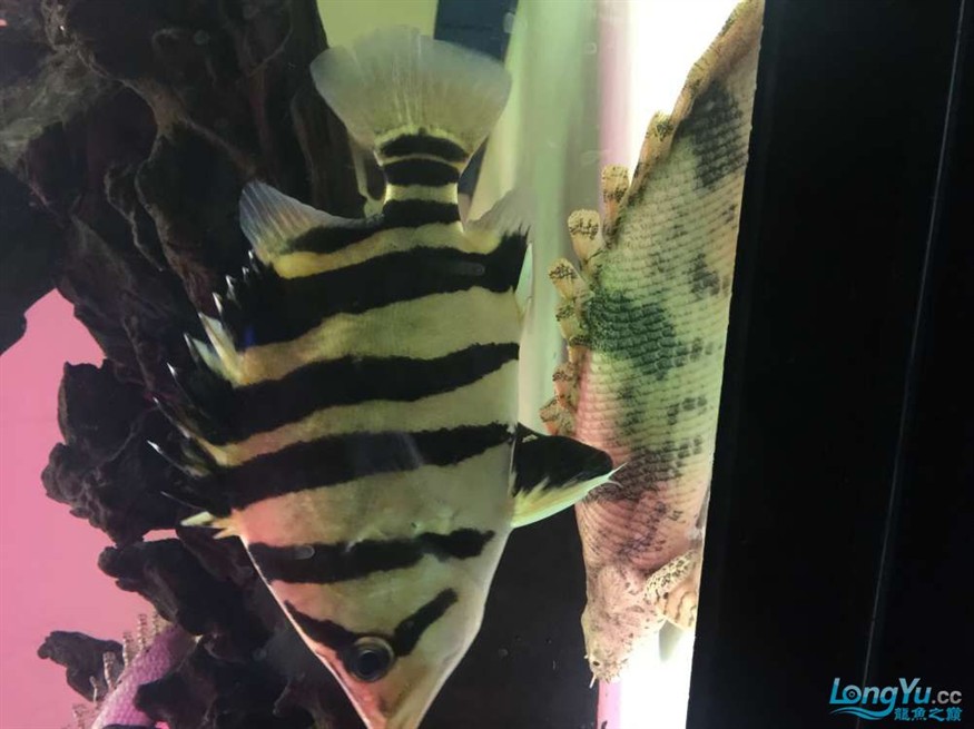 東莞地區漁友出售一批虎魚，地區漁友急售一批優質虎魚 品相佳等