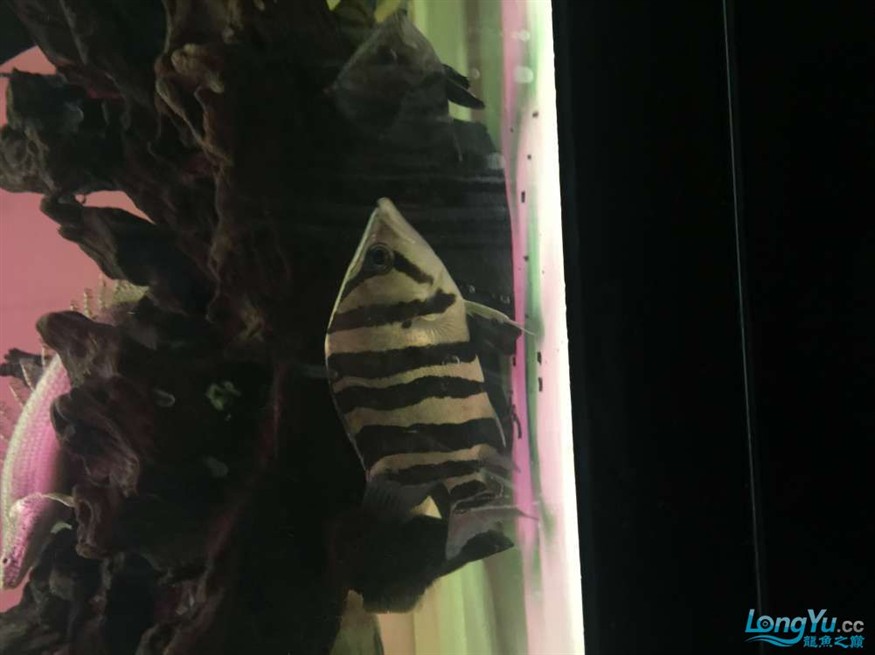 東莞地區漁友出售一批虎魚，地區漁友急售一批優質虎魚 品相佳等