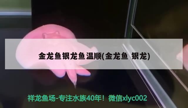 金龍魚銀龍魚溫順(金龍魚銀龍)龍魚銀龍魚性情溫順，共處一缸能否和諧