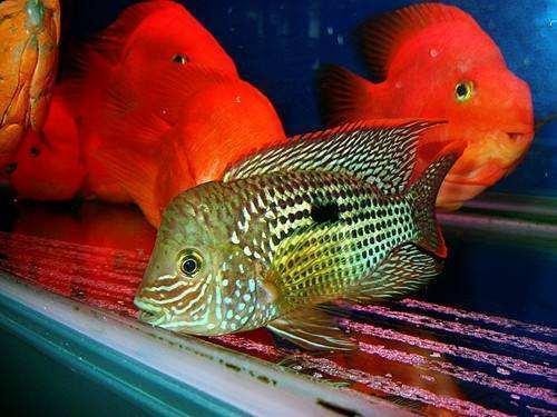 十陵鎮逸然水族館（十陵鎮逸然水族館電話）陵鎮逸然水族館，探尋電話背后的水族世界