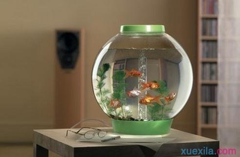 邯鄲市邯山區楊鵬水族器材經銷處（邯鄲市邯山區楊鵬水族器材經銷處電話）市邯山區楊鵬水族器材經銷處詳情及聯系電話信息
