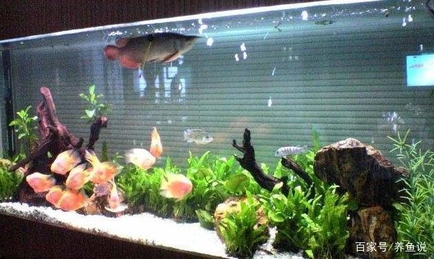 景德鎮市細蘭鮮花水族館（景德鎮市細蘭鮮花水族館地址）鎮市細蘭鮮花水族館，探尋其地址及特色魅力