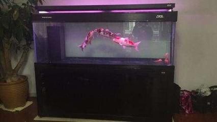 比彩蝶好的魚缸品種：哪些品牌的魚缸比彩蝶魚缸更好？彩蝶好的魚缸品種，探尋優于彩蝶的優質魚缸品牌