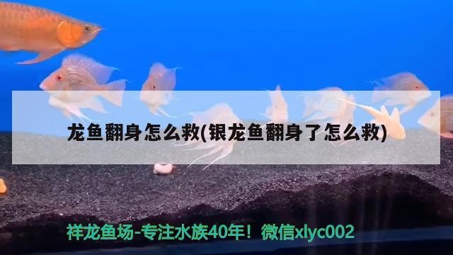 龍魚翻身怎么救(銀龍魚翻身了怎么救)龍魚翻身急救指南，原因解析與
